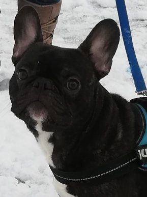 Rambo alias Rudi