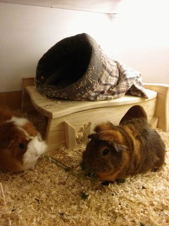 Meerschweinchen 