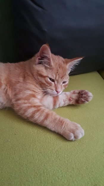 Mehr Info zu Rosso