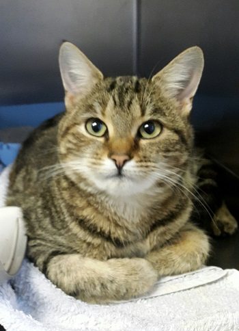 Lucy   (Fund)