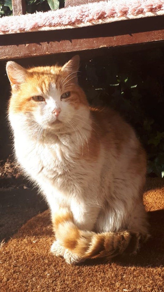 Mehr Info zu Peppino