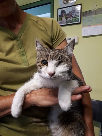 Miez Fundkatze Oberalm
