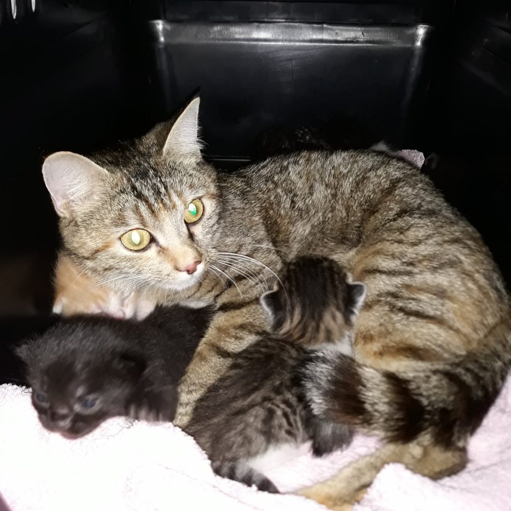 Mehr Info zu Katzenmama und 7 Babies
