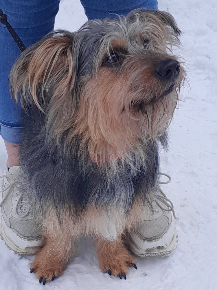 Mehr Info zu Gismo
