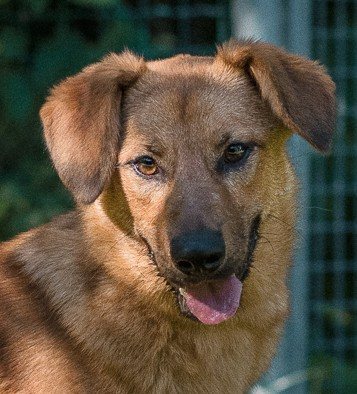 Greta