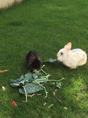 Hase Max
