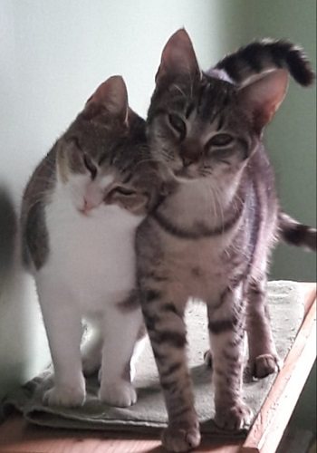 Anni und Hanni