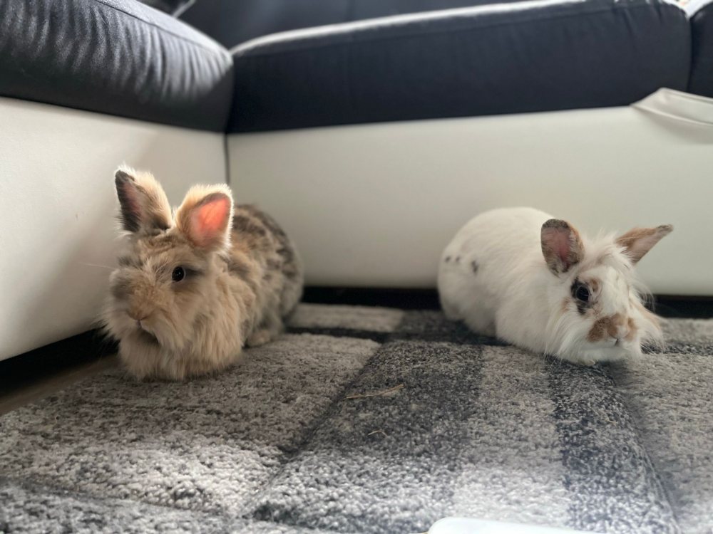 Mehr Info zu Speedy und Stacy