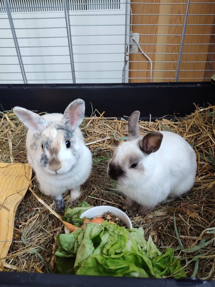 Mehr Info zu Randy und Benji