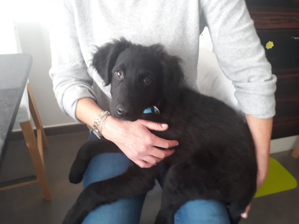 Mehr Info zu Henry