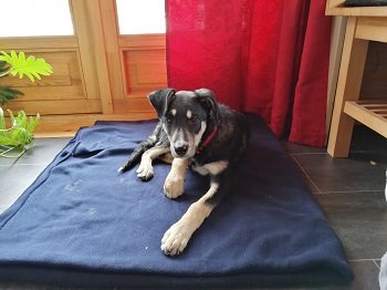 Mehr Info zu Holly