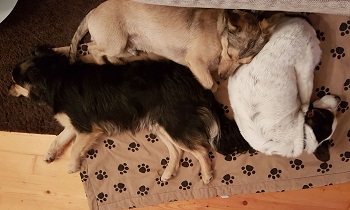Benny