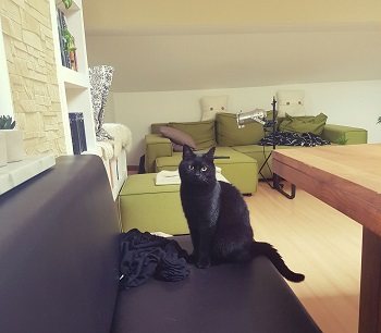 Cleo
