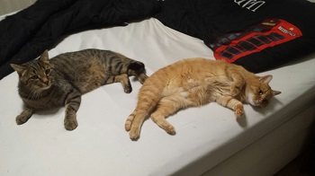 Mehr Info zu Garfeline und Speedy