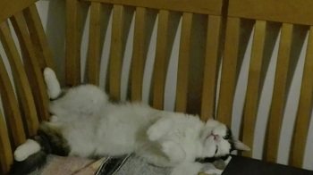 Mehr Info zu Jasper
