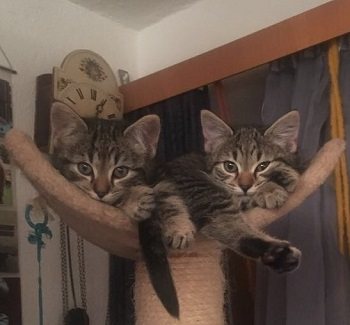 Mehr Info zu 2 Babykatzen Mao und Mia