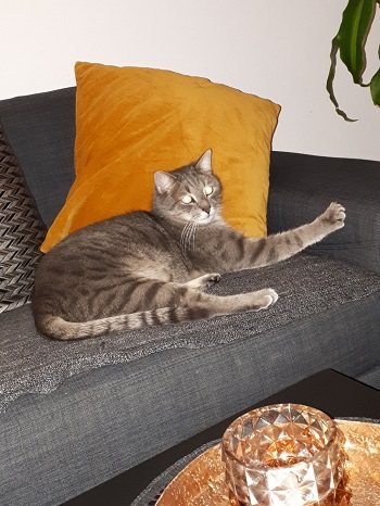 Mehr Info zu Raffi und Schecki