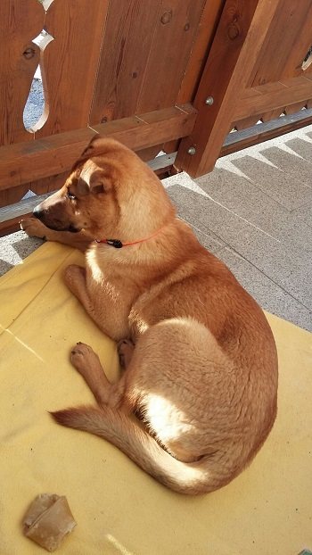 Mehr Info zu Sophie