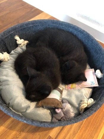 Mehr Info zu 2 schwarze Katzenkinder