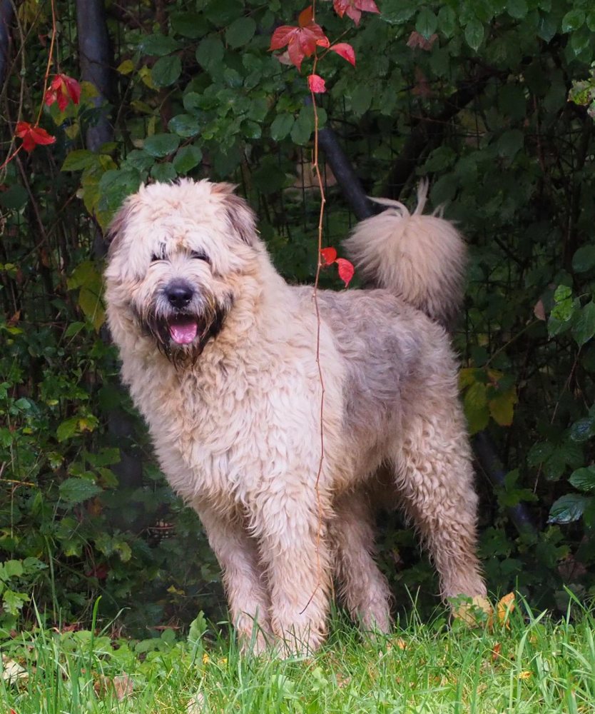 Teddy