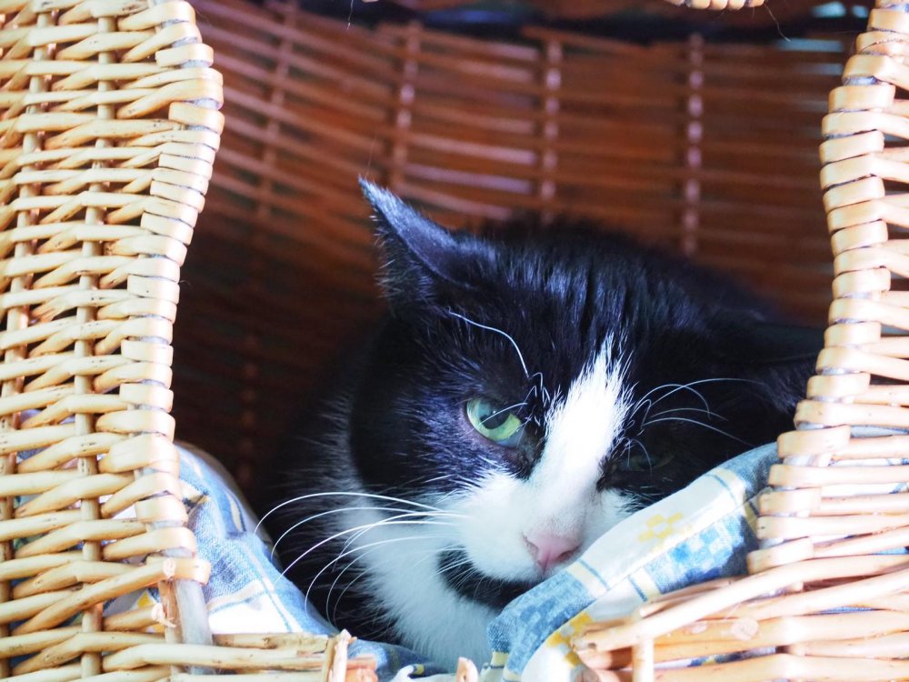 Mehr Info zu Gismo und Tessa