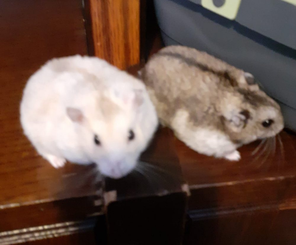 Mehr Info zu 25 Hamster