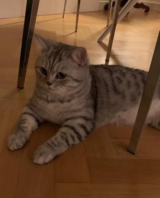Mehr Info zu Nala Britsch Kurzhaar