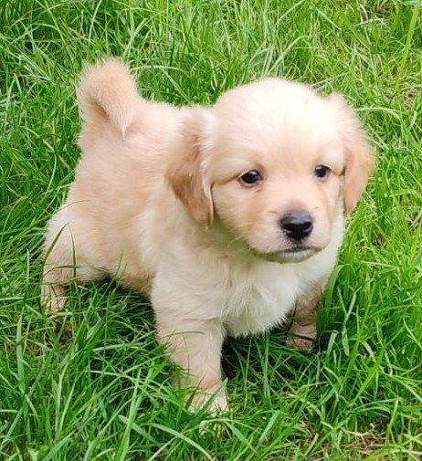 Mehr Info zu 3 kleine Hundebabies