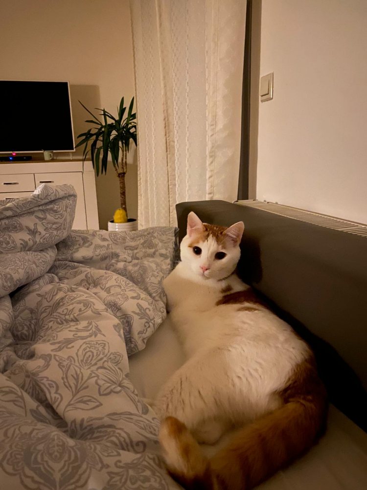 Mehr Info zu Balu