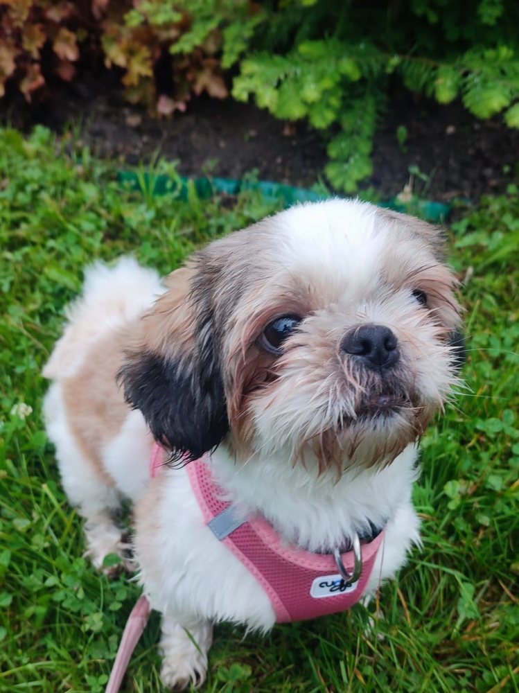 Mehr Info zu Daisy - ein Shih  Tsu Mädchen