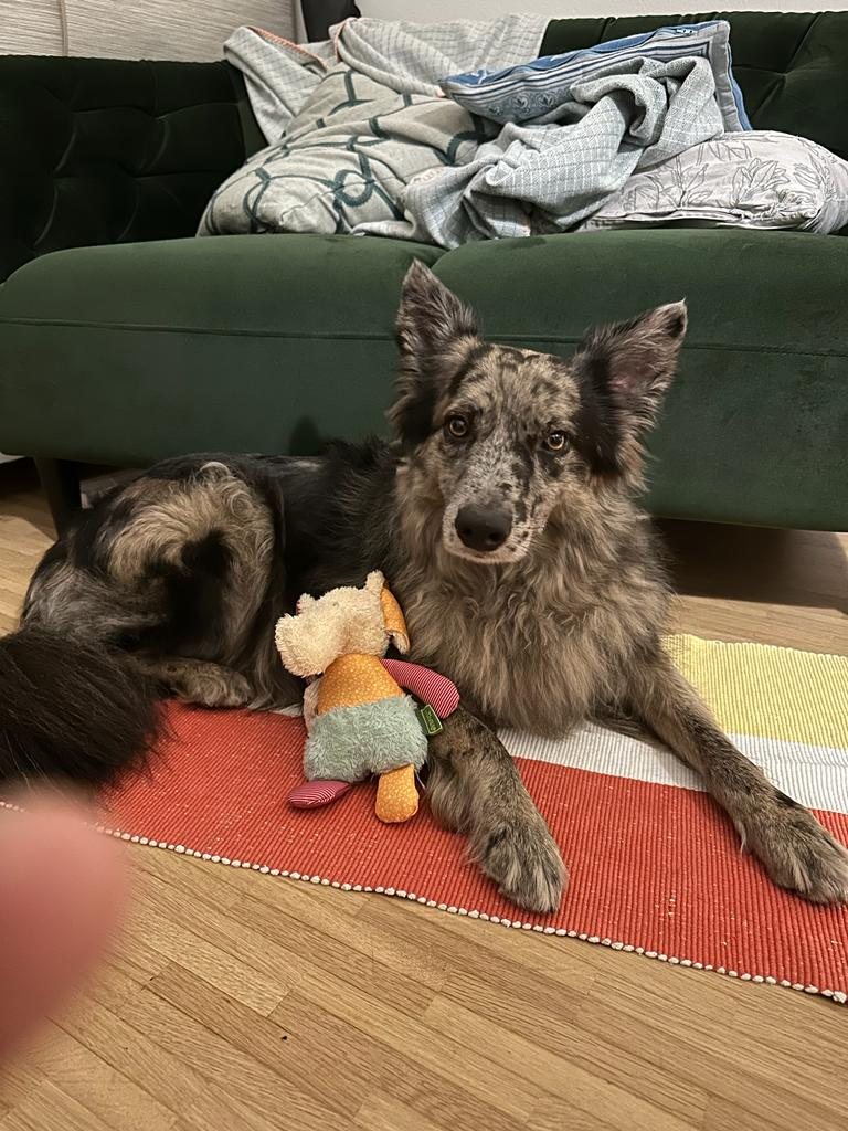Ronja
