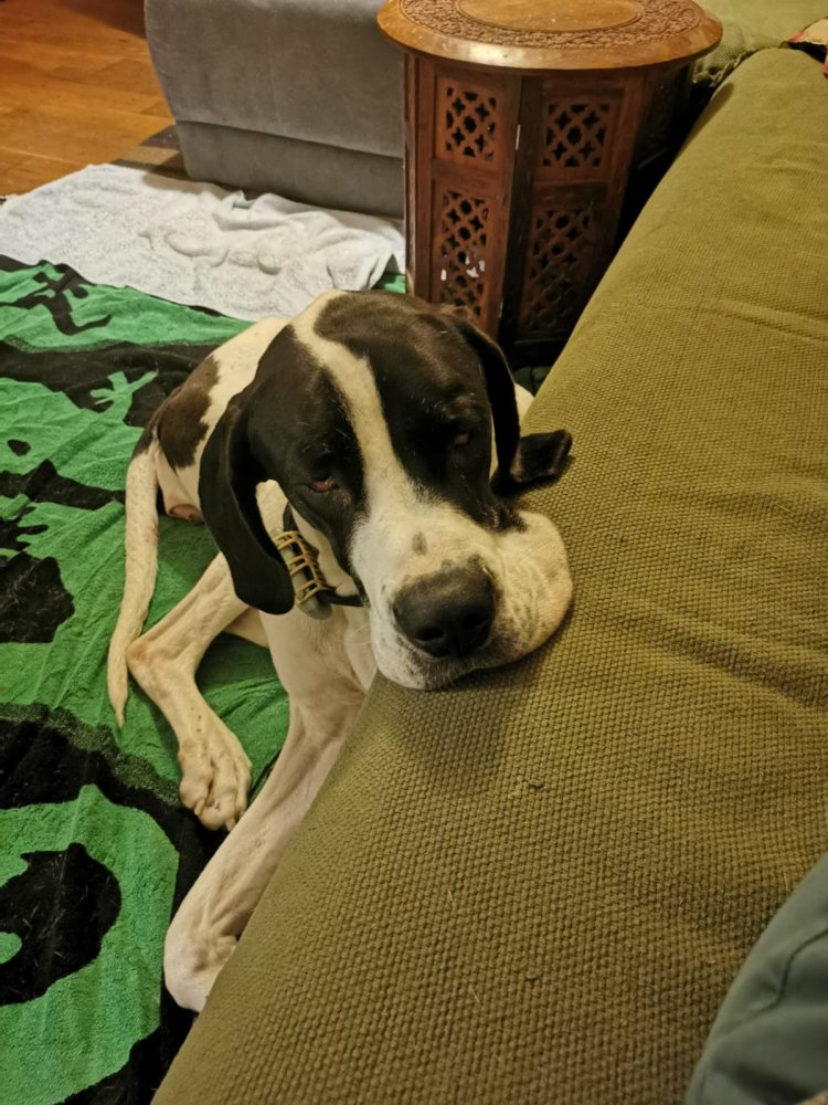Leila