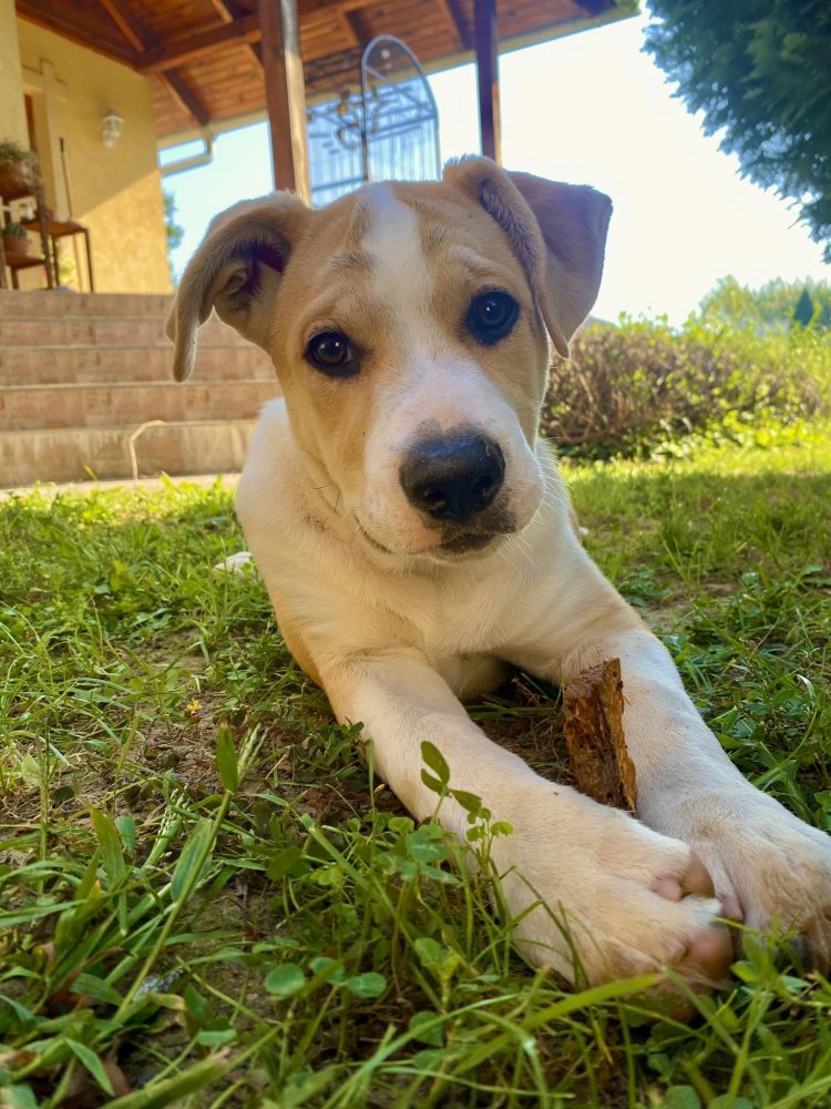 Zafira
