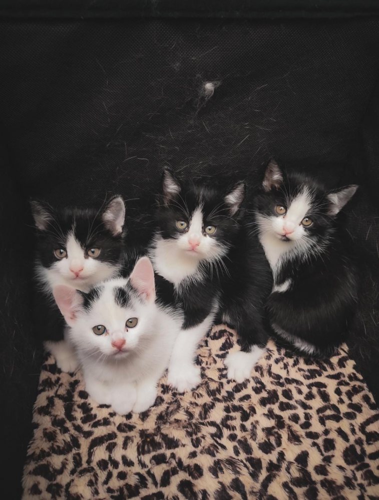 Mehr Info zu Kitten Quartett