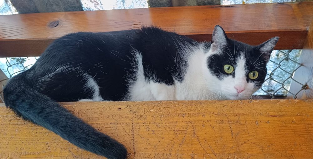Chicco