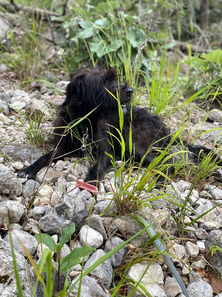 Ossi - Terrierliebhaber gesucht