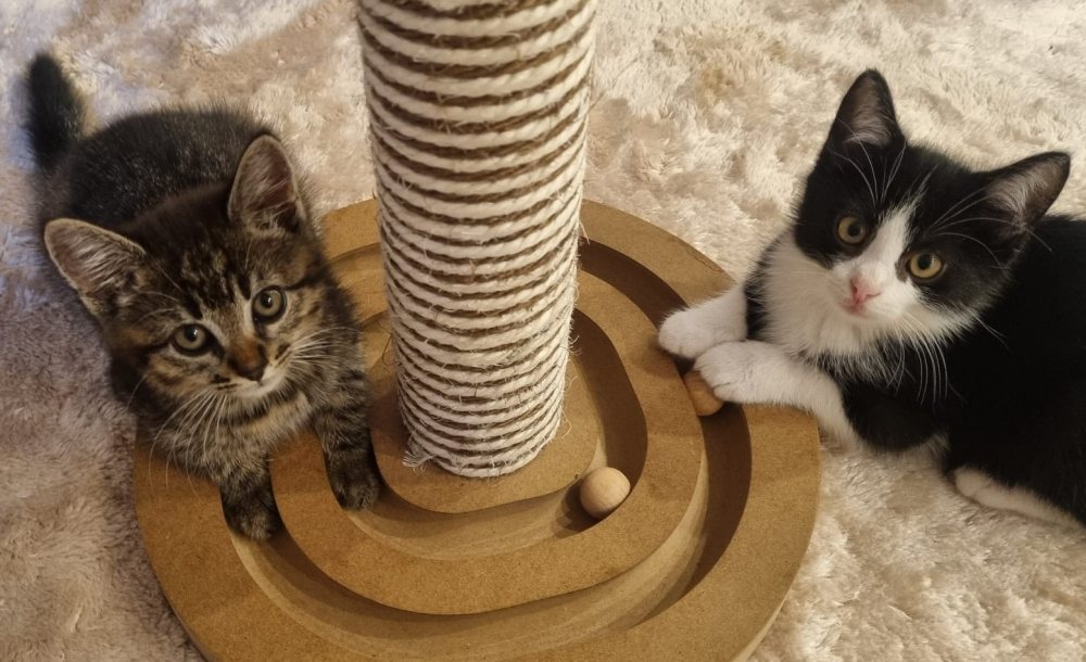 Bella und Piedro