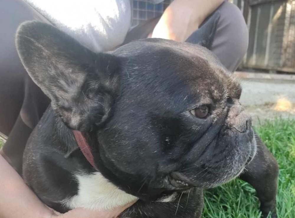Popper und Guggi - 2 Frenchies
