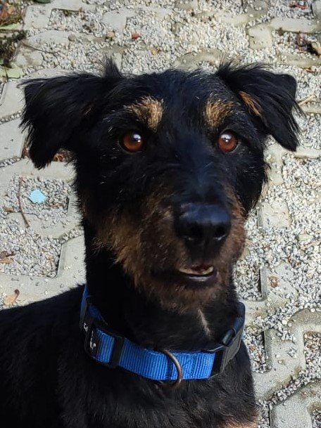 Mehr Info zu Peppino - ein Jagdterrier
