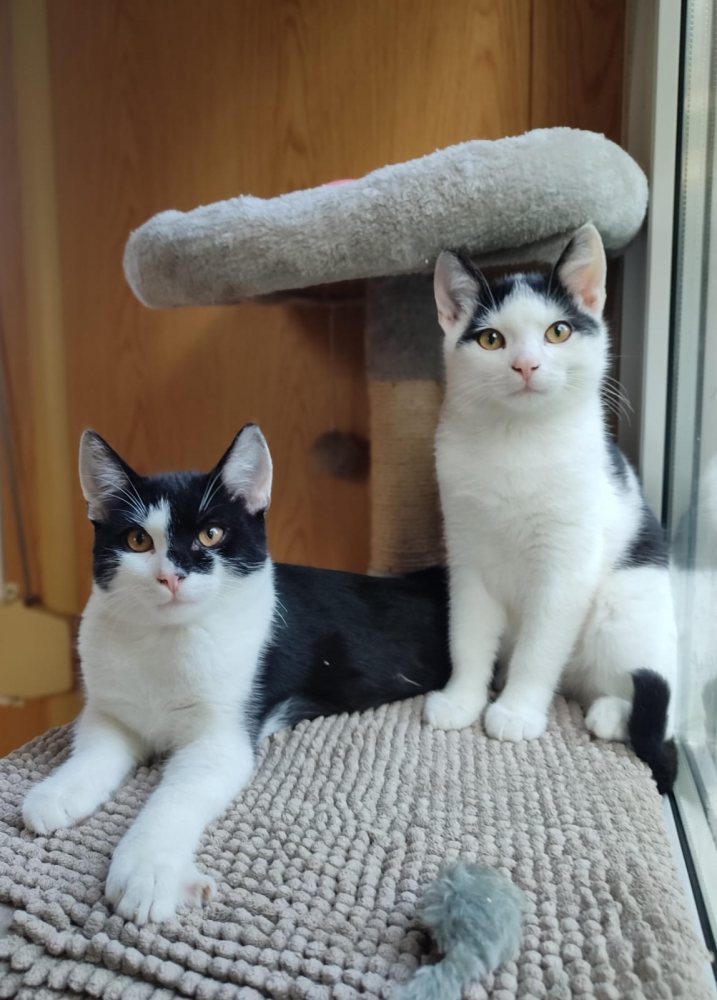 Olaf und Olli