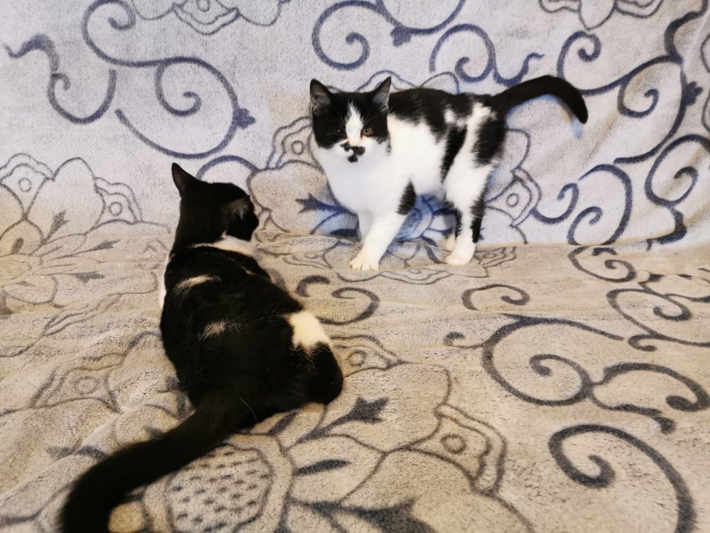 Grete und Hansl