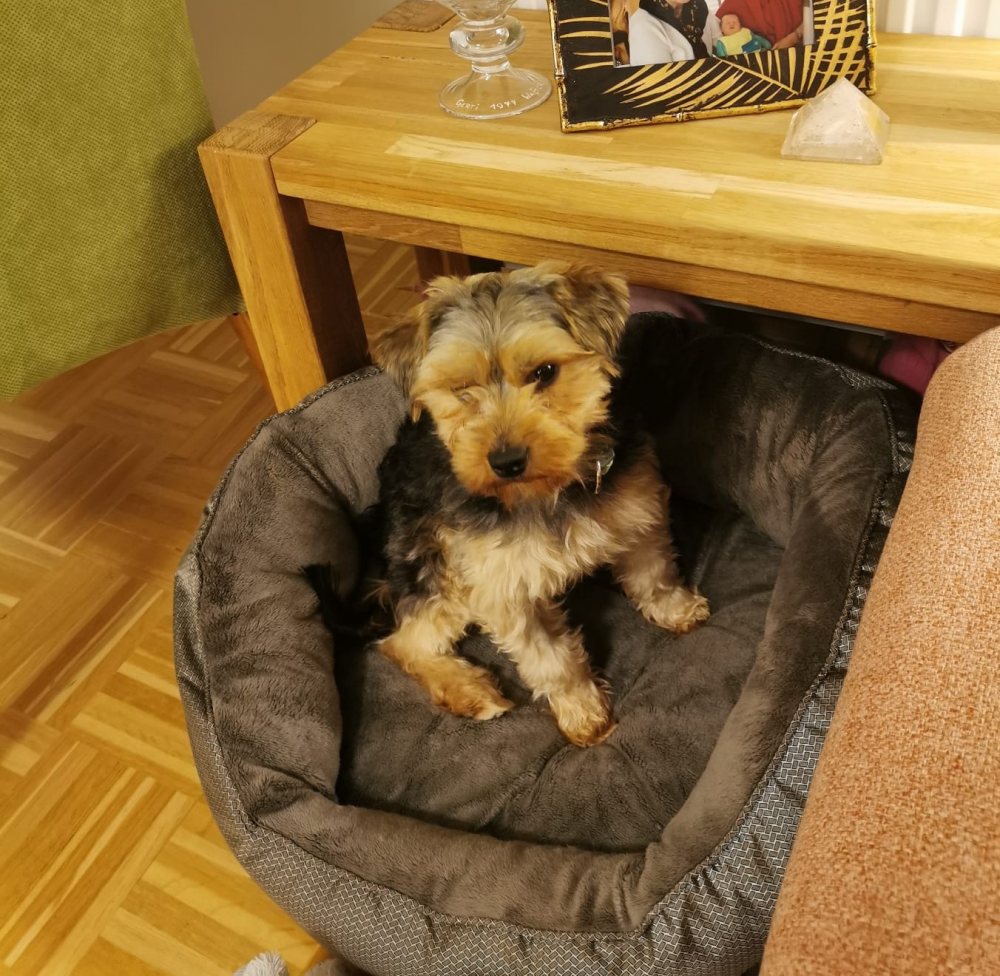 Fred - ein  Yorky