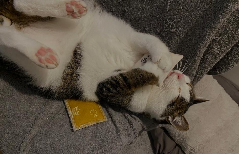 Mieze und Purzel - Notfall Duo