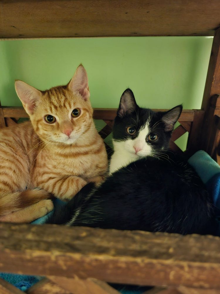 Mehr Info zu Simba und Nala 