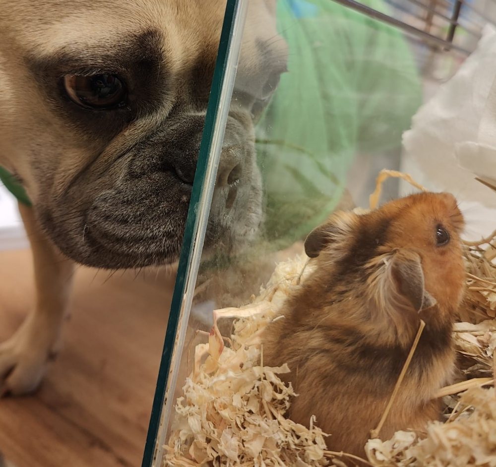 Bilbo der Goldhamster