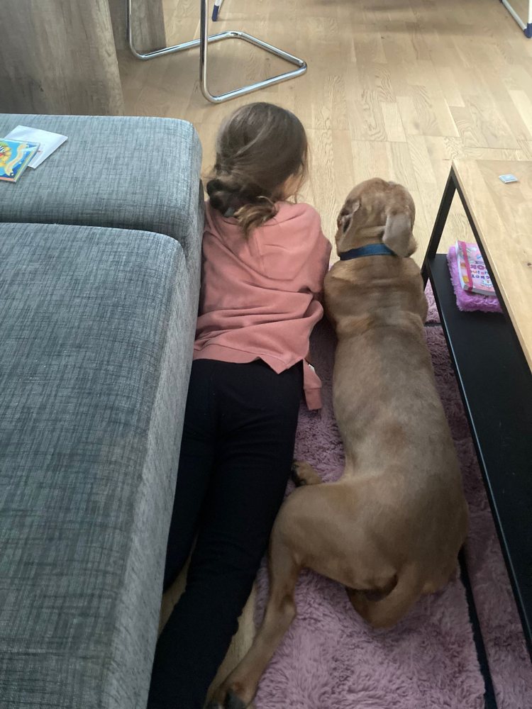 Mehr Info zu Willi - ein AmStaff Kind