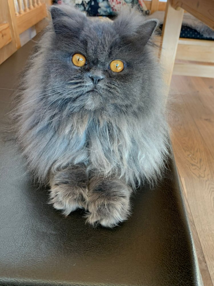 Mehr Info zu Perser Kater Charly