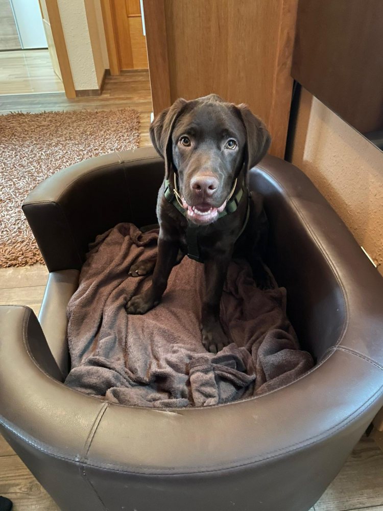 Gino