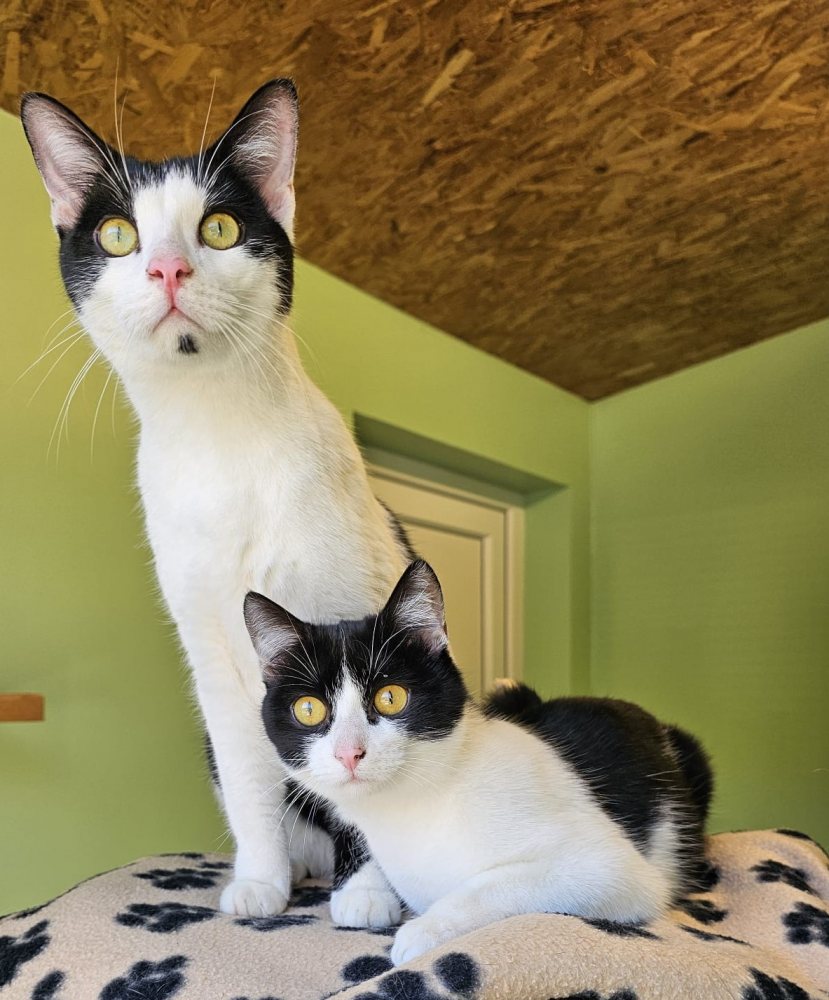 Mehr Info zu Kosmo & Fleur 