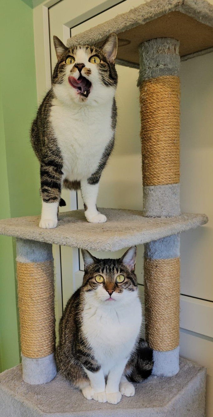 Mehr Info zu Luzzy & Mizzy